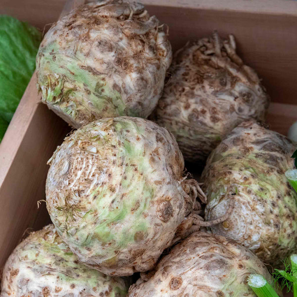 Celeriac 'Monarch'