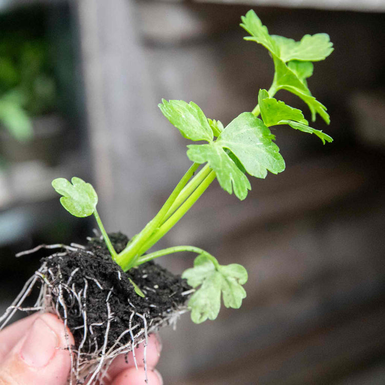 Celery 'Golden Self Blanching'