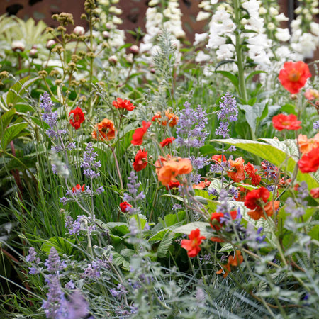 Marshalls 'Cottage Garden Selection'