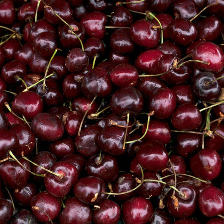 Cherry 'Crown Morello'