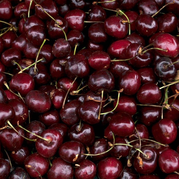 Cherry 'Crown Morello'