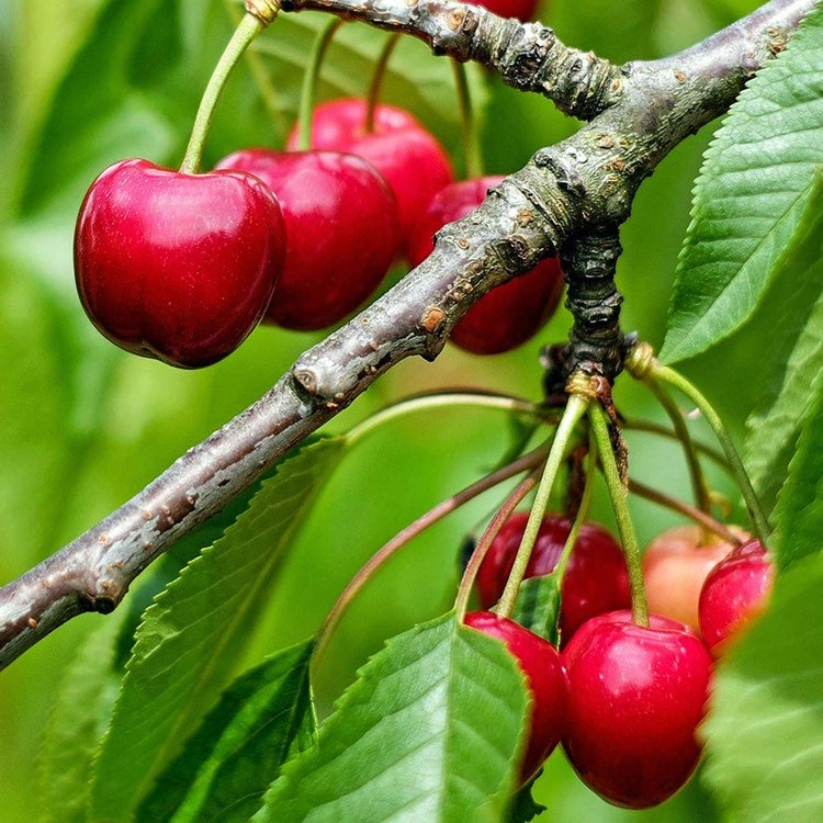 Cherry Duo 'Stella' & 'Sunburst'