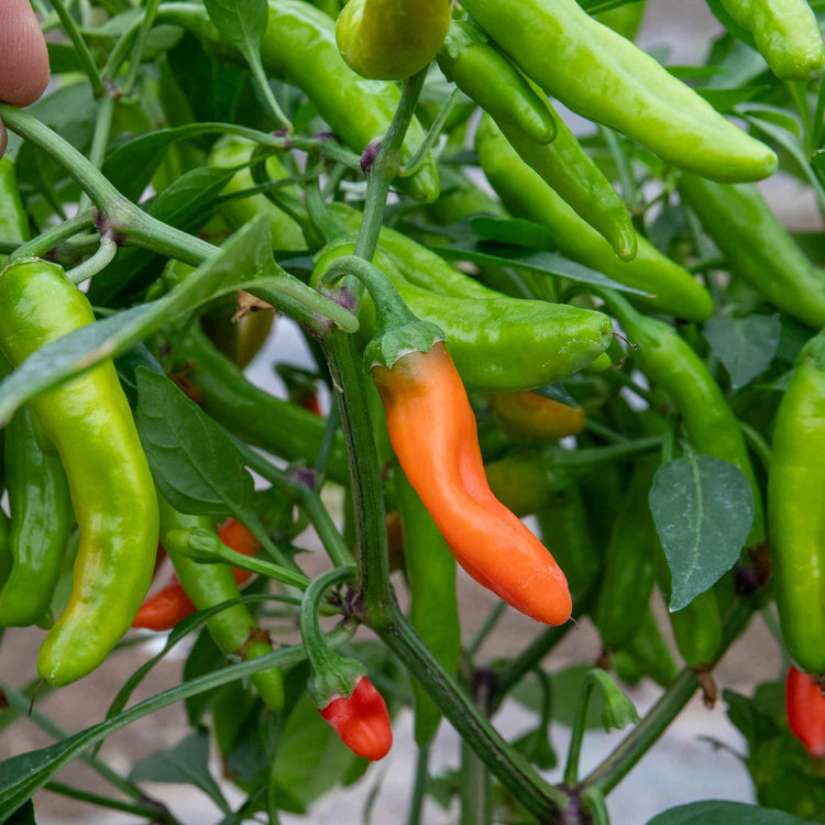 Chilli 'Apache'