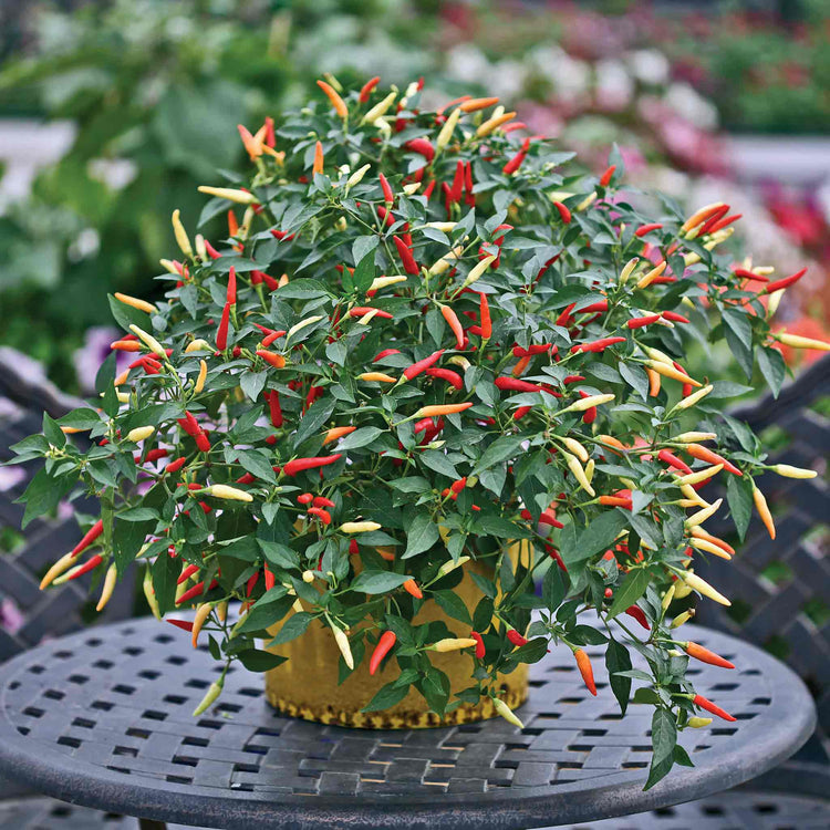 Chilli Pepper Seeds 'Basket of Fire'