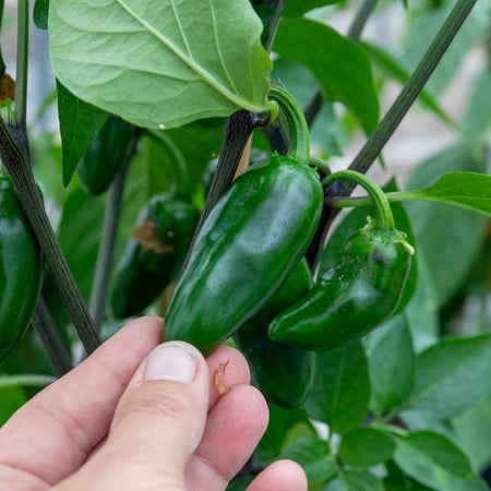 Chilli 'Giant Jalapeno'