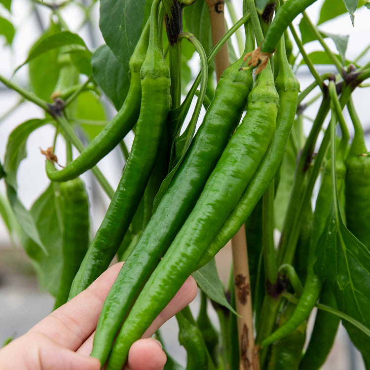 Chilli Flavour Collection 'Hot Mild Smoky'