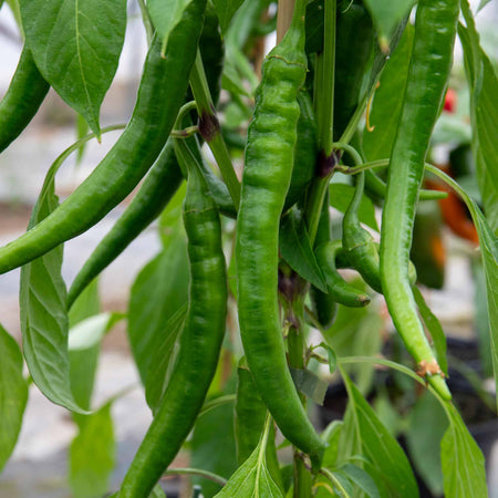 Chilli 'Long Horn'