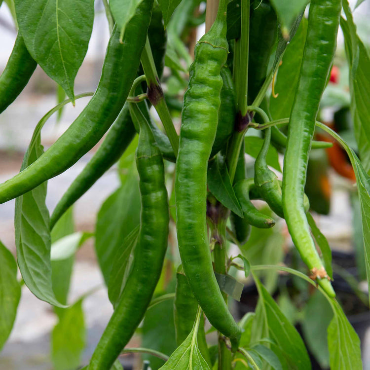 Chilli 'Long Horn'