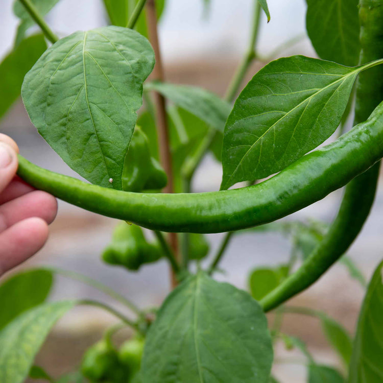 Chilli 'Long Horn'