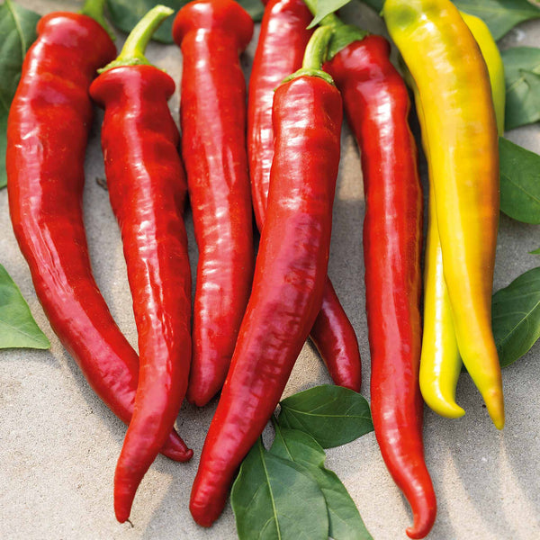 Chilli 'Long Horn'