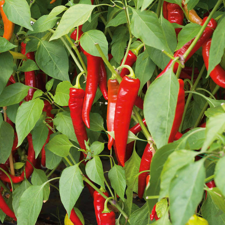 Chilli 'Long Horn'