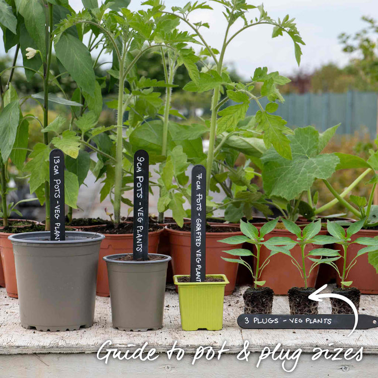 Chilli 'Hungarian Hot Wax'