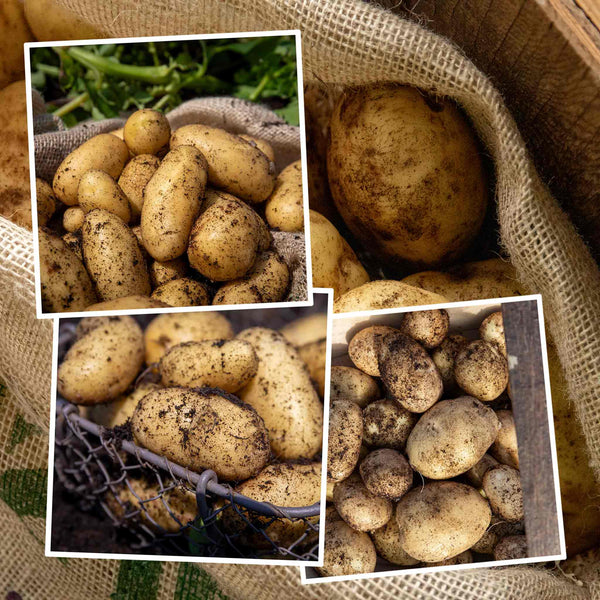 Seed Potato Christmas Harvest Collection