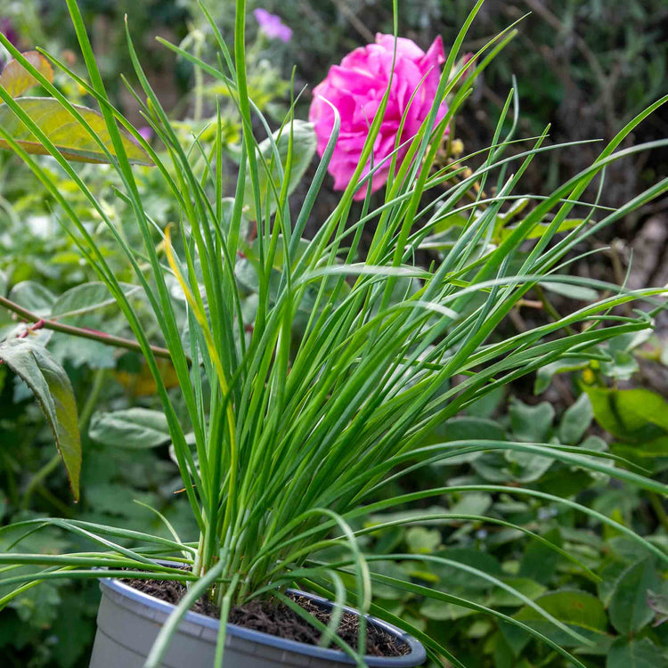 Chive ‘Garlic’ (Allium tubero)