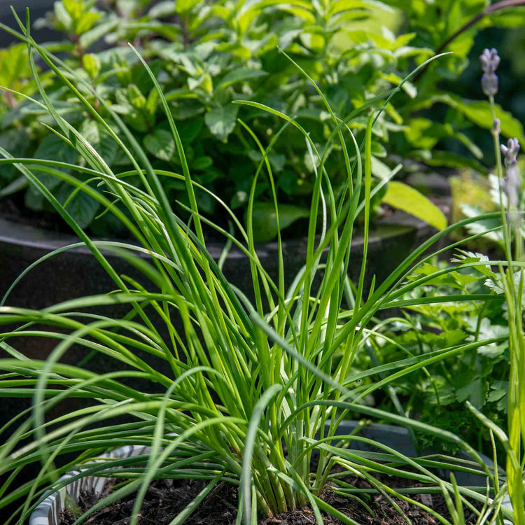 Chive ‘Garlic’ (Allium tubero)