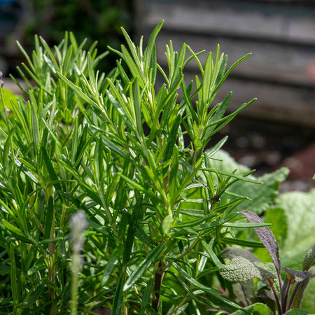 Rosemary 'Officinalis Upright'
