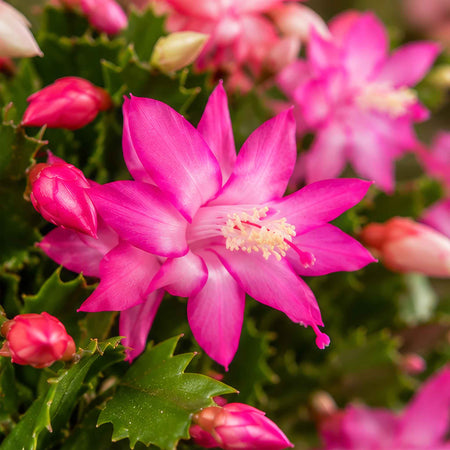 Christmas Cactus