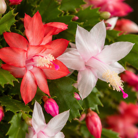 Christmas Cactus