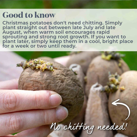 Seed Potato Christmas Harvest Collection