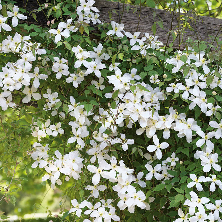 Clematis 'Grandiflora'