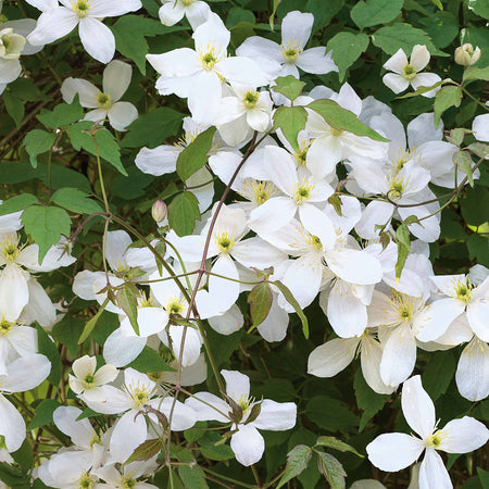 Clematis 'Grandiflora'