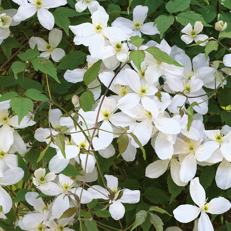 Clematis 'Grandiflora'