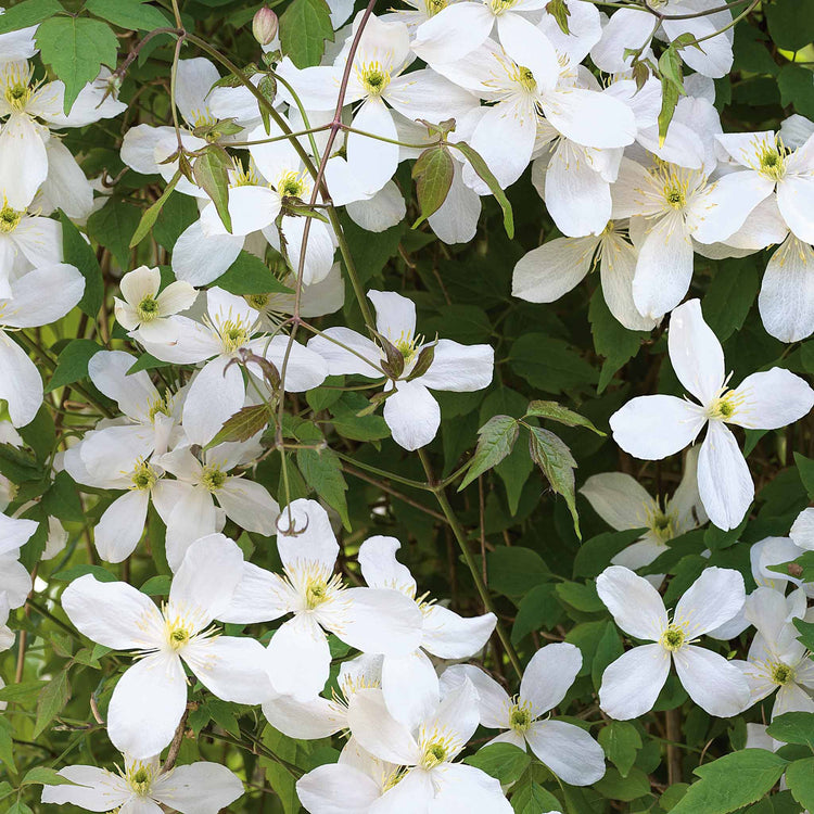 Clematis 'Grandiflora'