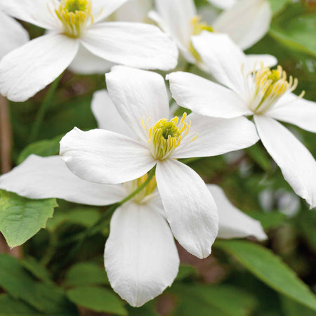 Clematis 'Grandiflora'