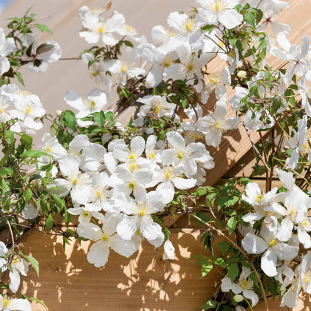 Clematis 'Grandiflora'