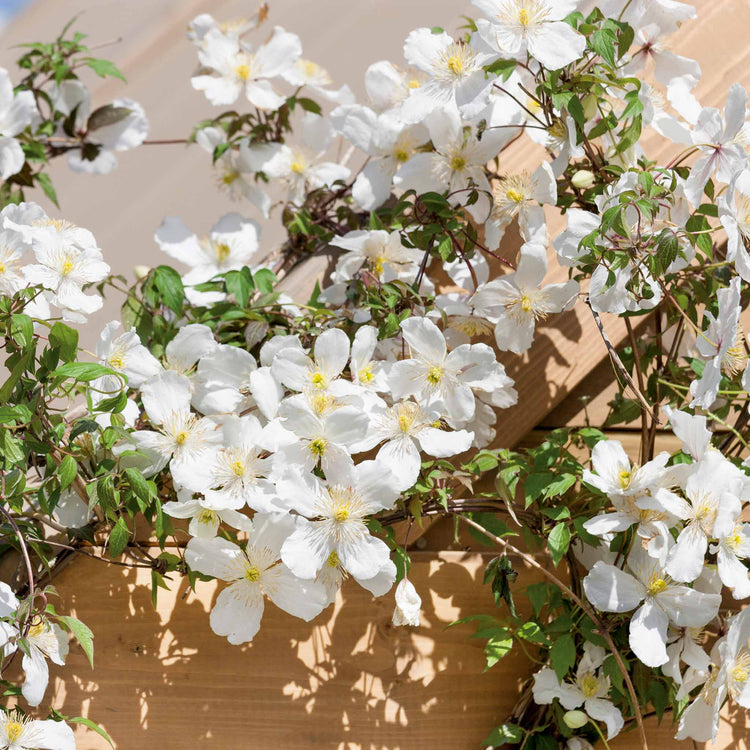 Clematis 'Grandiflora'