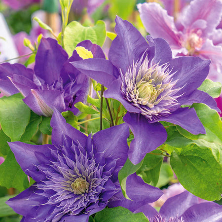 Clematis 'Multi Blue'