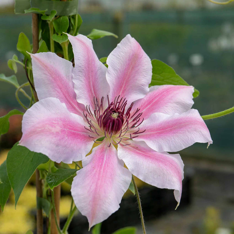 Clematis 'Nelly Moser'