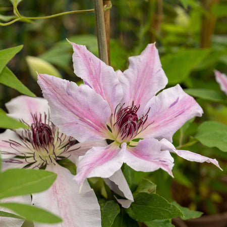 Clematis 'Nelly Moser'