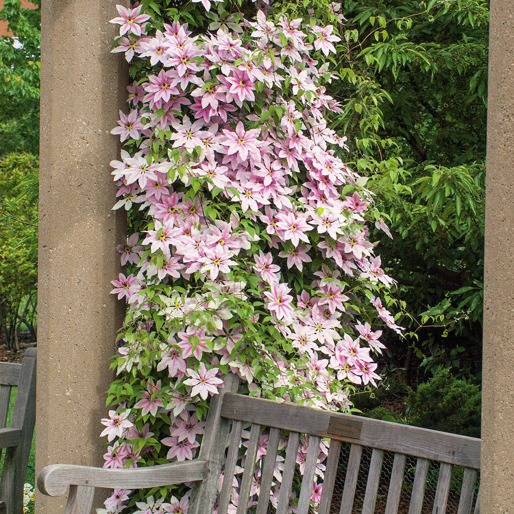 Clematis 'Nelly Moser'