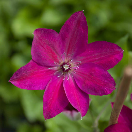 Clematis 'Westerplatte'
