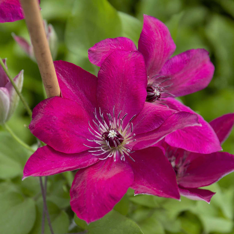 Clematis 'Westerplatte'