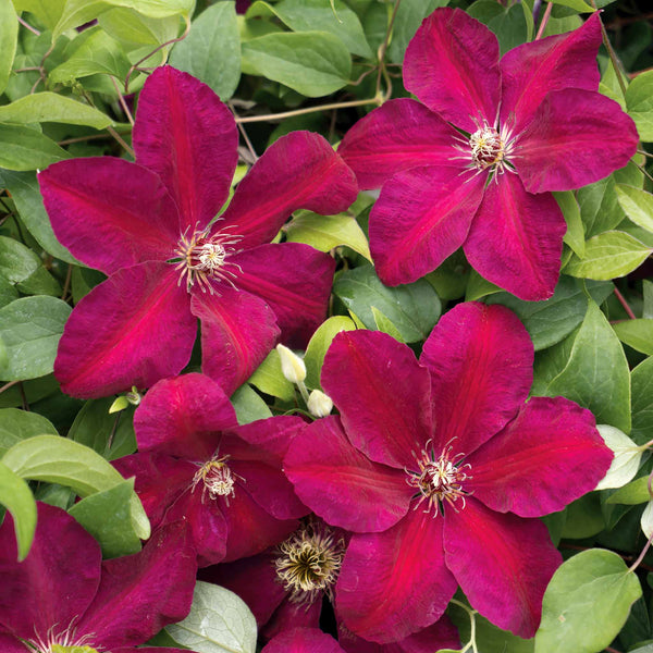 Clematis 'Westerplatte'