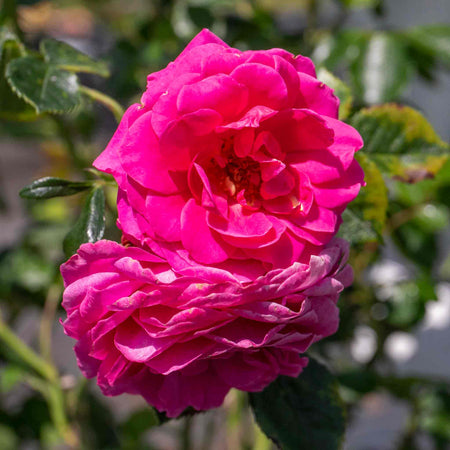 Climbing Rose Collection