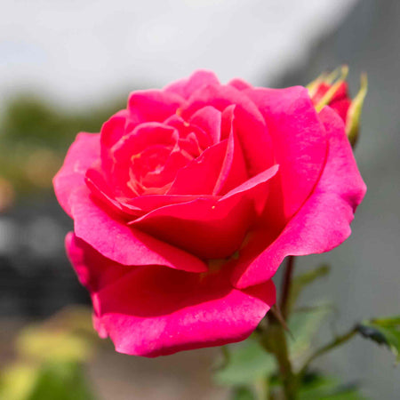 Rose ‘Starlight Express’ (Climbing Rose)