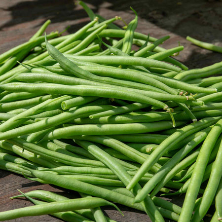 French Bean 'Climbing Cobra'