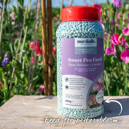 Sweet Pea 'Cupani'