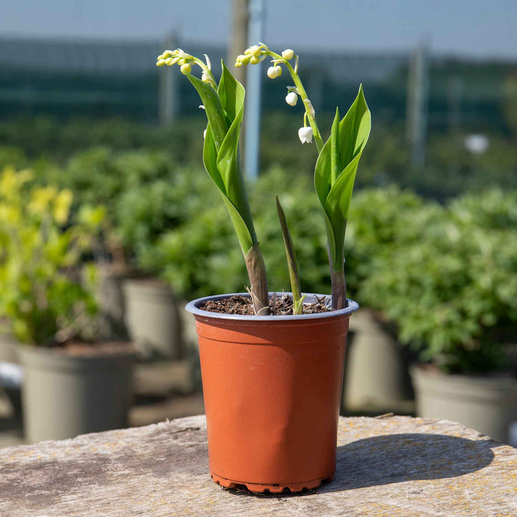 Lily of the Valley