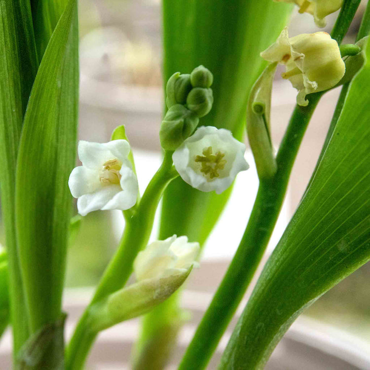 Lily of the Valley