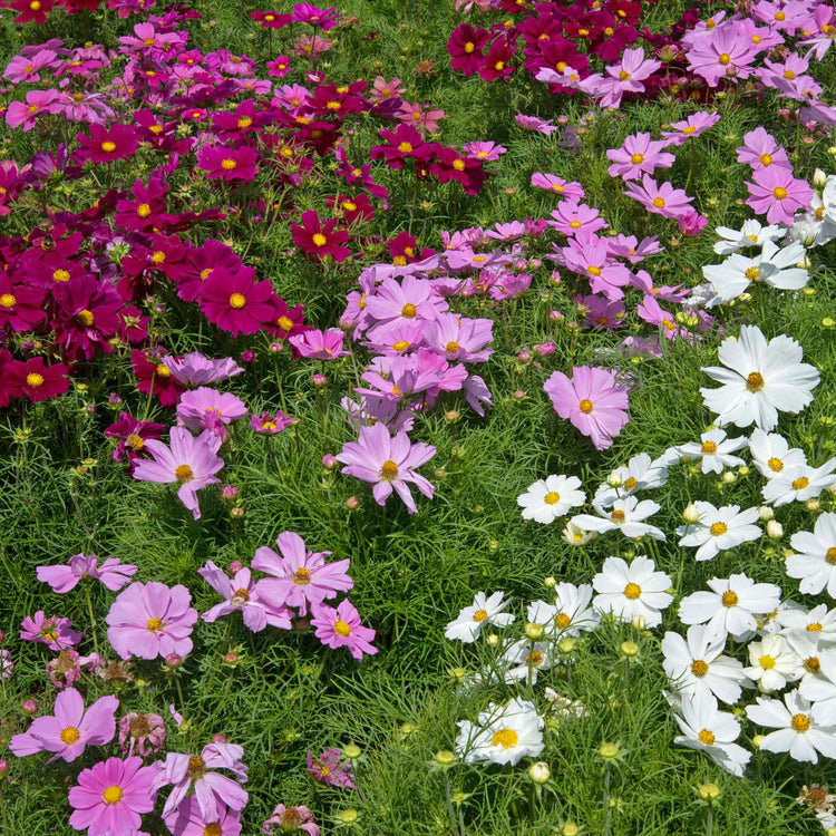 Cosmos 'Apollo Mixed'