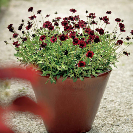 Cosmos 'Chocamocha'