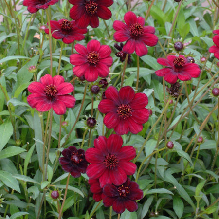 Cosmos 'Chocamocha'