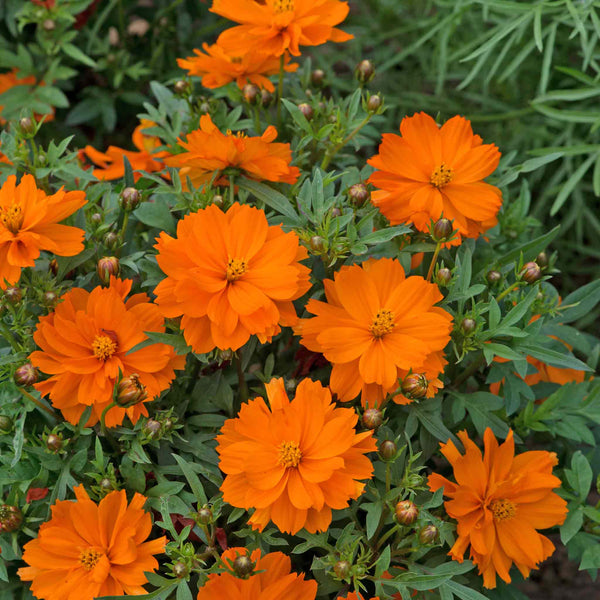 Cosmos 'Mandarin'