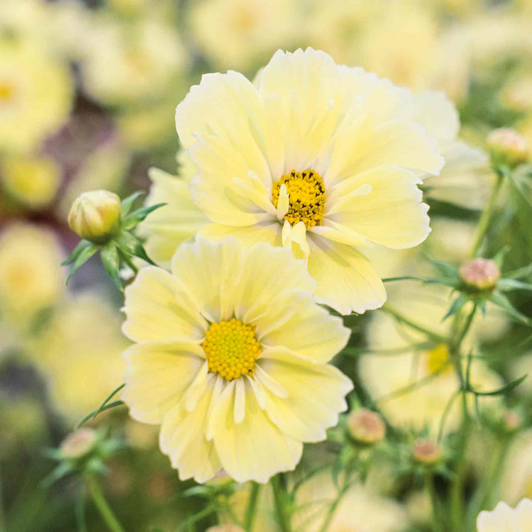 Cosmos 'Xanthos Lemon Sherbet'