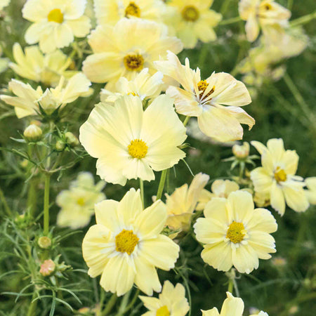 Cosmos 'Xanthos Lemon Sherbet'