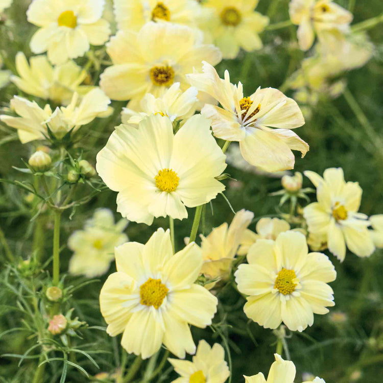 Cosmos 'Xanthos Lemon Sherbet'